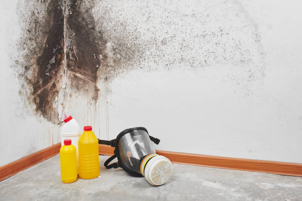 Crawl Space Mold Removal in Bethlehem, PA