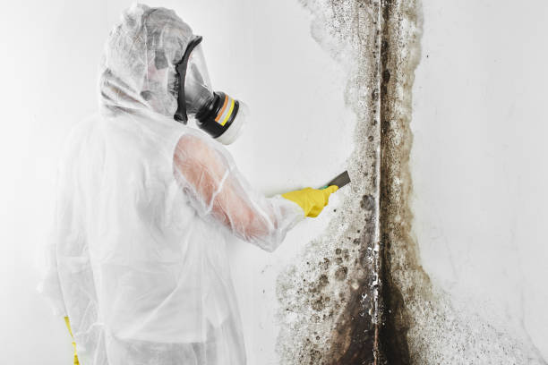 Home Mold Removal in Bethlehem, PA