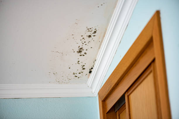 Best Emergency Mold Removal  in Bethlehem, PA