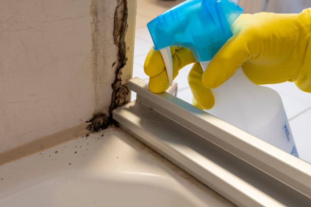 Best Certified Mold Removal  in Bethlehem, PA
