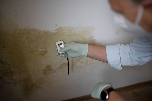 Best Mold Testing  in Bethlehem, PA