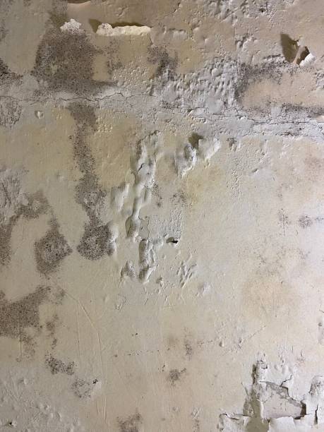 Certified Mold Removal in Bethlehem, PA