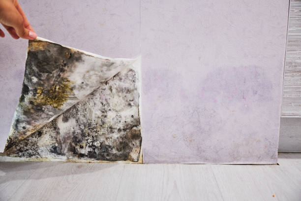 Best Commercial Mold Removal  in Bethlehem, PA